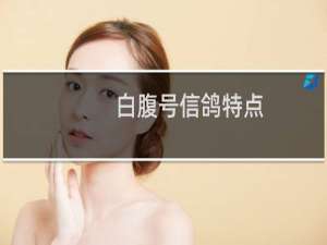 白腹号信鸽特点