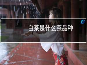 白茶是什么茶品种（什么是白茶）