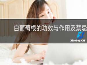 白葡萄根的功效与作用及禁忌