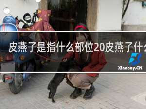 皮燕子是指什么部位 皮燕子什么梗