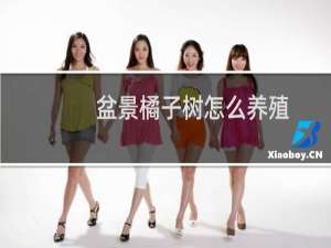 盆景橘子树怎么养殖