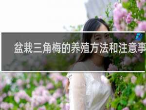盆栽三角梅的养殖方法和注意事项