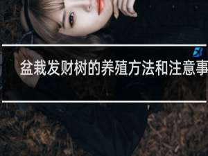 盆栽发财树的养殖方法和注意事项