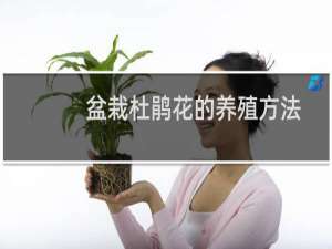 盆栽杜鹃花的养殖方法