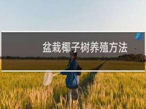 盆栽椰子树养殖方法