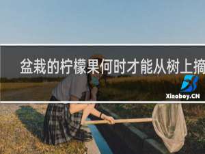 盆栽的柠檬果何时才能从树上摘下