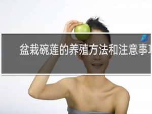 盆栽碗莲的养殖方法和注意事项