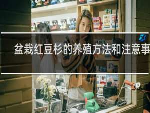 盆栽红豆杉的养殖方法和注意事项