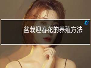 盆栽迎春花的养殖方法