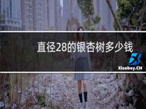 直径28的银杏树多少钱