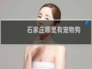 石家庄哪里有宠物狗