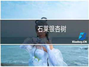 石莱银杏树