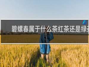 碧螺春属于什么茶红茶还是绿茶