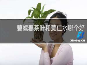 碧螺春茶叶和薏仁水哪个好
