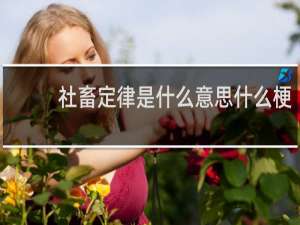 社畜定律是什么意思什么梗