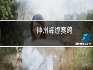 神州辉煌赛鸽