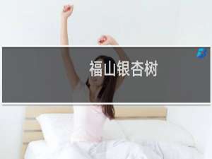 福山银杏树