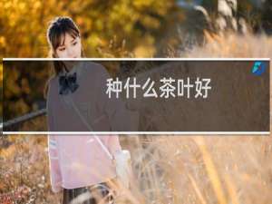 种什么茶叶好
