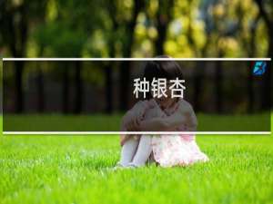 种银杏