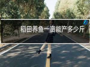 稻田养鱼一亩能产多少斤鱼