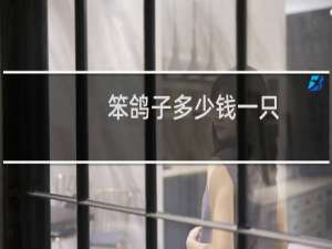 笨鸽子多少钱一只