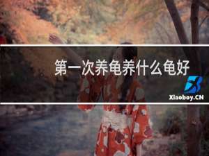 第一次养龟养什么龟好