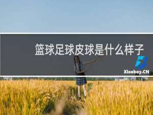 篮球足球皮球是什么样子