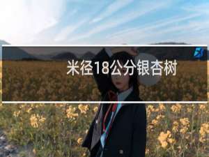 米径18公分银杏树