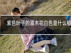 紫色叶子的灌木花白色是什么植物