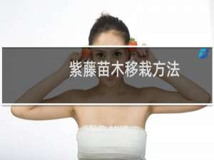 紫藤苗木移栽方法