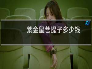 紫金鼠菩提子多少钱