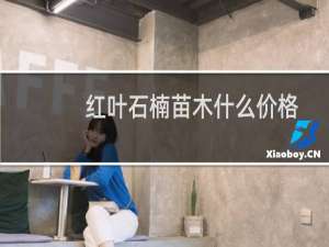 红叶石楠苗木什么价格