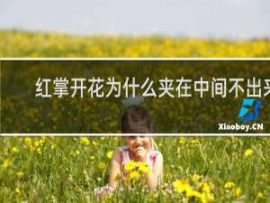 红掌开花为什么夹在中间不出来