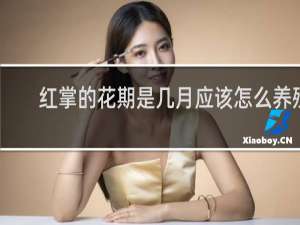 红掌的花期是几月应该怎么养殖
