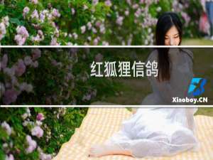 红狐狸信鸽