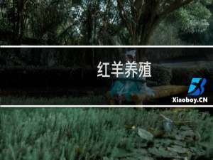 红羊养殖