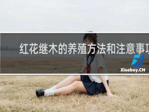 红花继木的养殖方法和注意事项