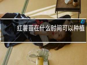 红薯苗在什么时间可以种植