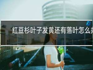 红豆杉叶子发黄还有落叶怎么办