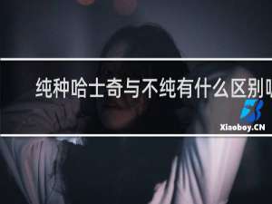 纯种哈士奇与不纯有什么区别呢