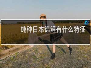 纯种日本锦鲤有什么特征
