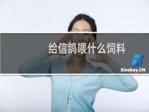 给信鸽喂什么饲料