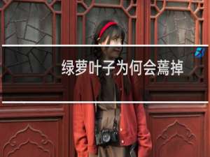 绿萝叶子为何会蔫掉