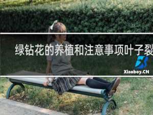 绿钻花的养植和注意事项叶子裂伤