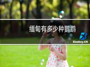 缅甸有多少种鹦鹉