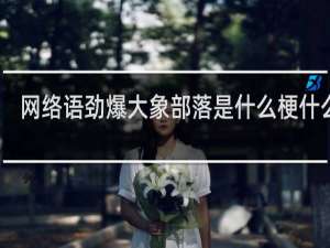网络语劲爆大象部落是什么梗什么梗