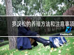 罗汉松的养殖方法和注意事项