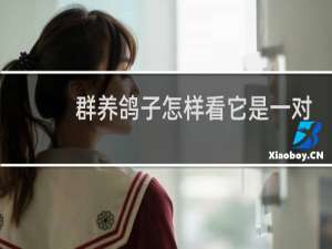 群养鸽子怎样看它是一对