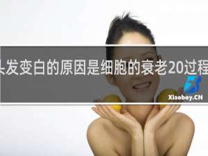 老人头发变白的原因是细胞的衰老 过程中有关酶的