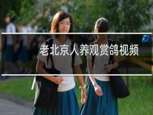 老北京人养观赏鸽视频